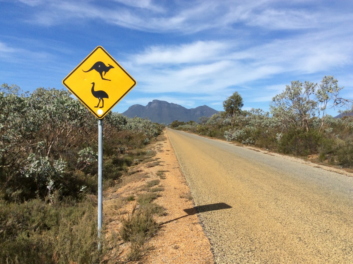 staubige strasse durchquert eine australische buschlandschaft, links neben der strasse eine roadsign mit einen kaenguru und einem emu, im hintergrund erhebt sich ein berg in die hoehe