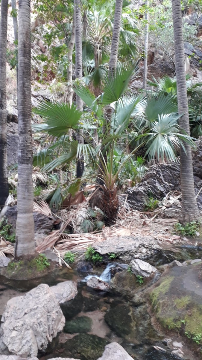 eine kleine Quelle inmitten von Palmen