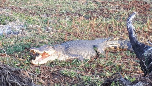 Krokodil mit aufgerissenem Mund auf einer kargen Wiesen am Rande einer Lagune