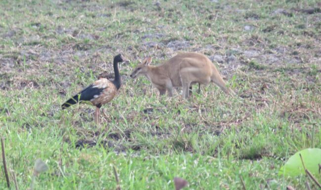 Ente triff Kaenguru in einer australischen Graslandschaft